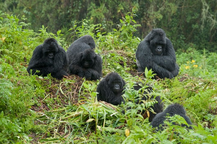 Mountain gorilla, Gorilla gorilla berengi, Volcanoes National Park, Rwanda