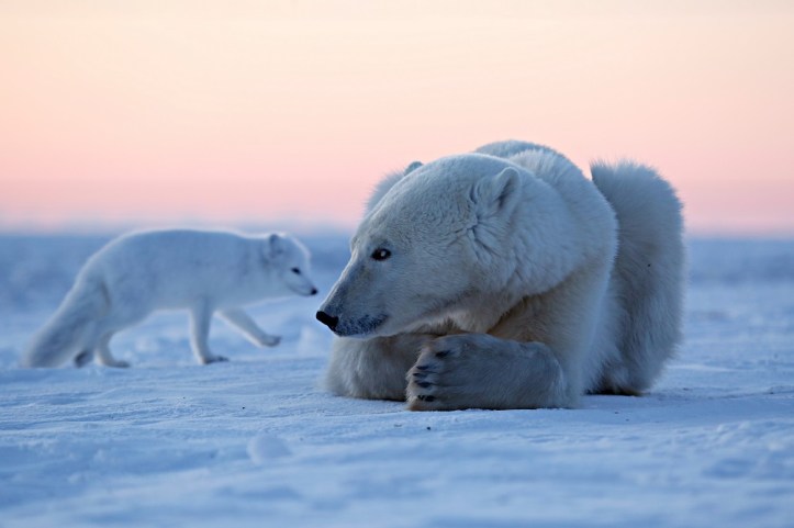 Polar Bear in Greenland_Credit to Joyce Choi